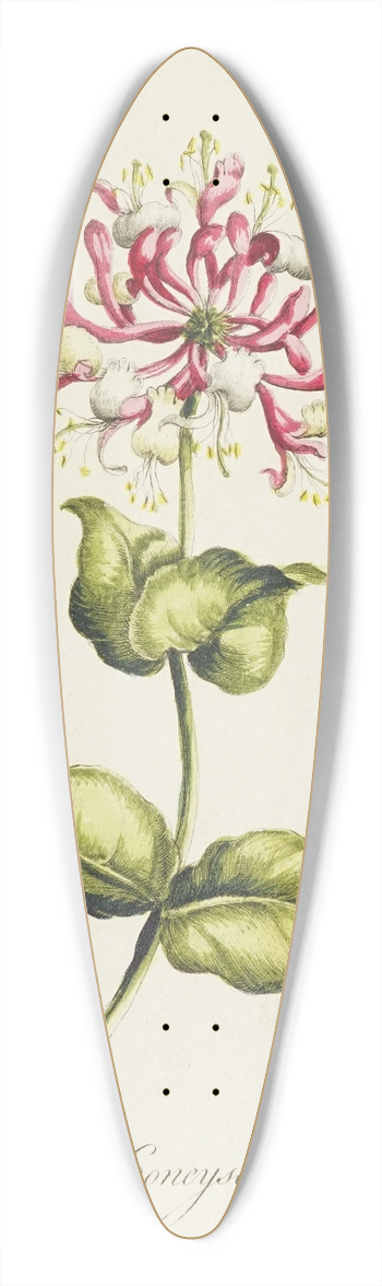 Carington Bowles - Honeysuckle 39.3 inch art pintail longboard deck