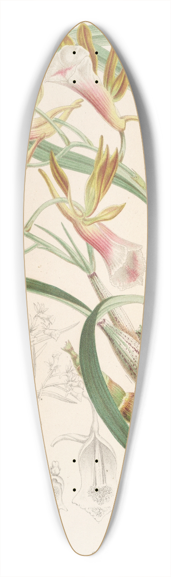 Charles Antoine Lemaire - Galeandra barbata 39.3 inch art pintail longboard deck