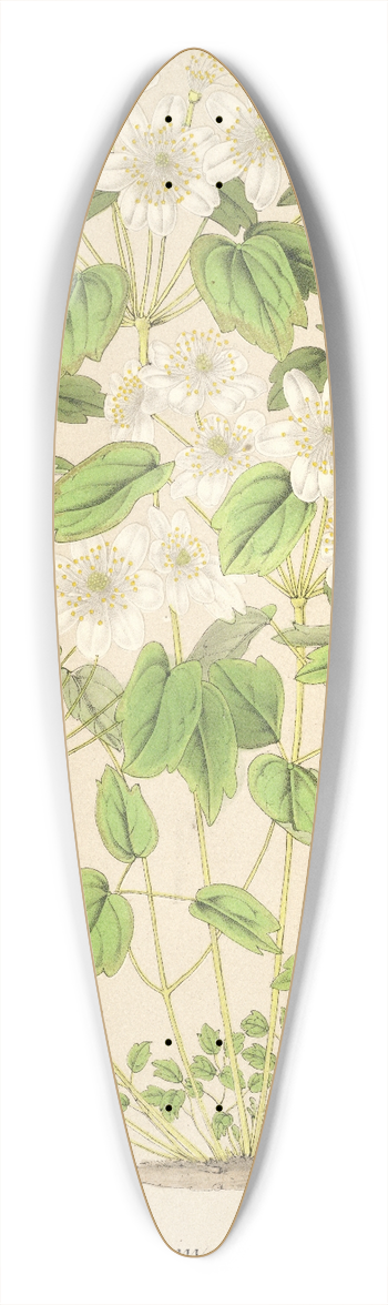 Charles Antoine Lemaire - Thalictrum anemonoides 39.3 inch art pintail longboard deck