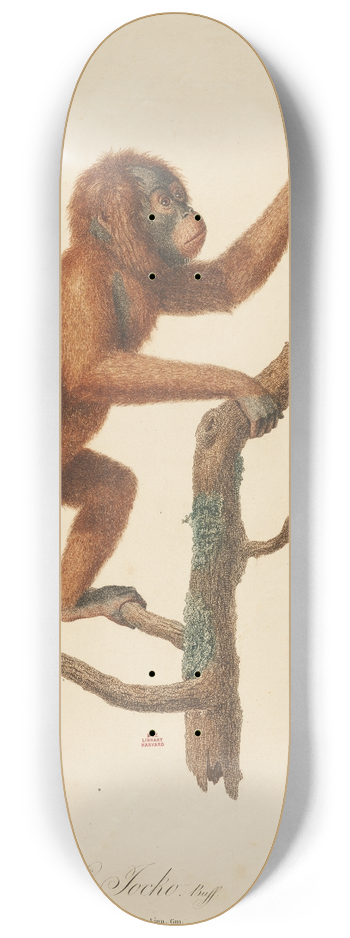 Jean-Baptiste Audebert - Le Jocko 8.25 inch art skate deck