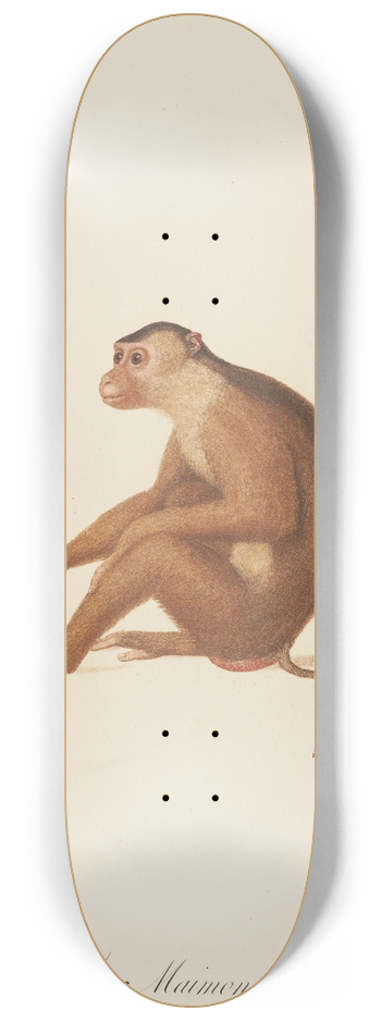 Jean-Baptiste Audebert - Le Maimon 8.25 inch art skate deck