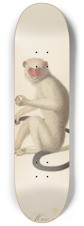 Jean-Baptiste Audebert - Le Mico 8.25 inch art skate deck