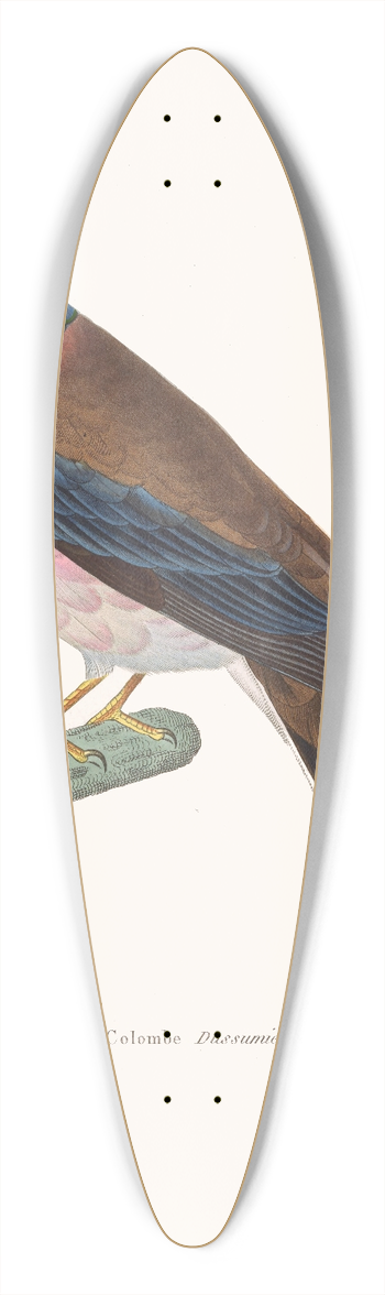 Coenraad Jacob Temminck - Colombe Dusumier. 39.3 inch art pintail longboard deck