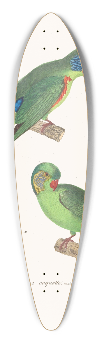Coenraad Jacob Temminck - Perruche Coquette. 39.3 inch art pintail longboard deck