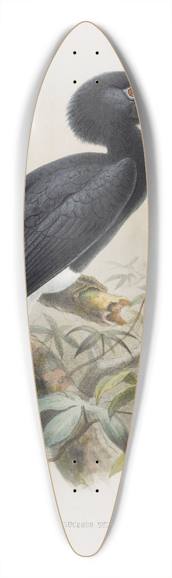 Daniel Giraud Elliot - Buceros sylvestris 39.3 inch art pintail longboard deck