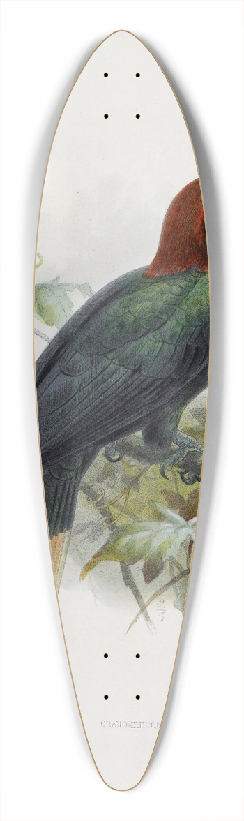 Daniel Giraud Elliot - Cranorrhinus waldeni 39.3 inch art pintail longboard deck