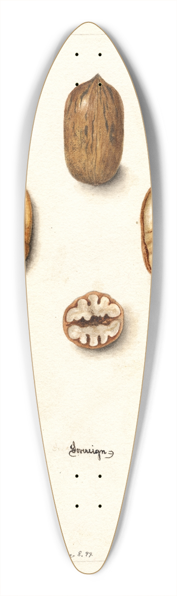 Deborah Griscom Passmore - Carya illinoinensis: Sovereign 39.3 inch art pintail longboard deck