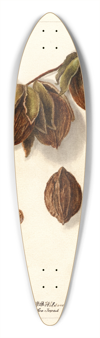 Deborah Griscom Passmore - Carya: Swamp 39.3 inch art pintail longboard deck