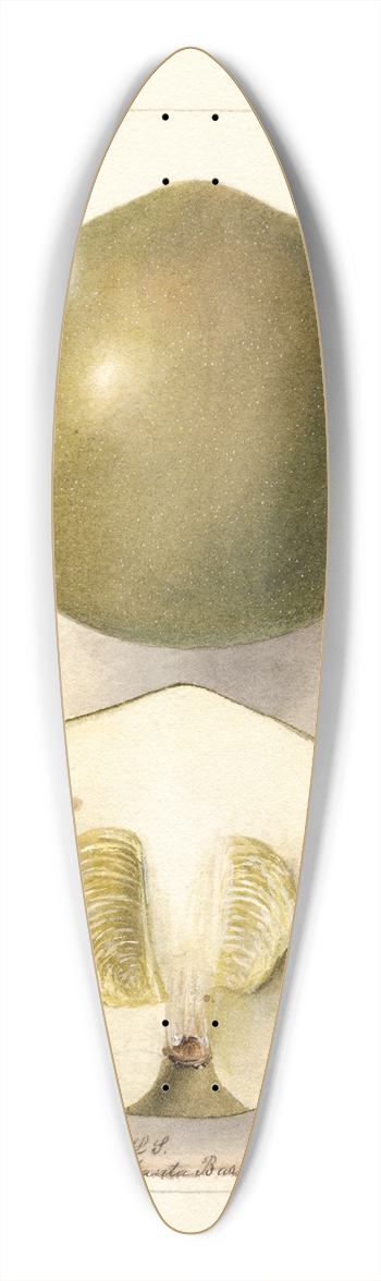 Deborah Griscom Passmore - Casimiroa edulis: Zapota Blanco 39.3 inch art pintail longboard deck