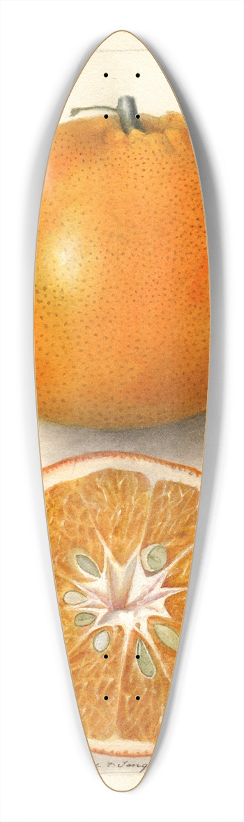 Deborah Griscom Passmore - Citrus sinensis: Thornton No 39.3 inch art pintail longboard deck