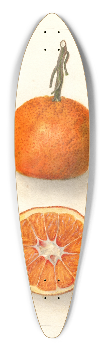 Deborah Griscom Passmore - Citrus sinensis: Un-Shu 39.3 inch art pintail longboard deck