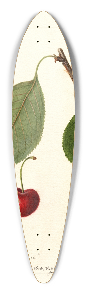 Deborah Griscom Passmore - Prunus avium: Schmidt Bigarreau 39.3 inch art pintail longboard deck