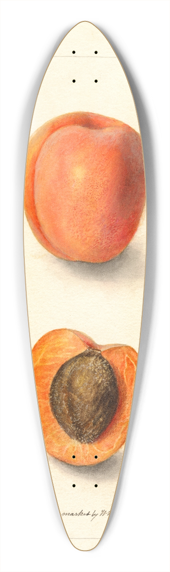 Deborah Griscom Passmore - Prunus domestica: Montgamet 39.3 inch art pintail longboard deck