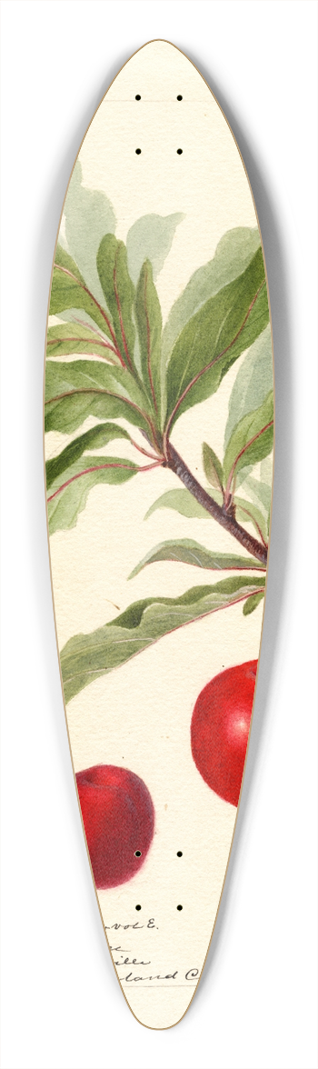 Deborah Griscom Passmore - Prunus domestica: Yosobe 39.3 inch art pintail longboard deck