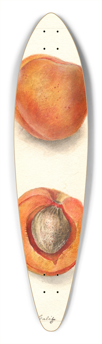 Deborah Griscom Passmore - Prunus mume: Blenheim 39.3 inch art pintail longboard deck