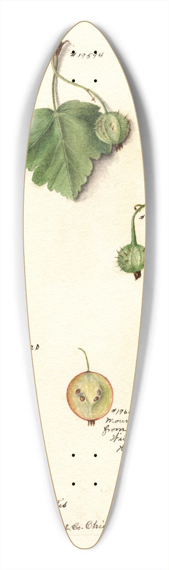 Deborah Griscom Passmore - Ribes 39.3 inch art pintail longboard deck