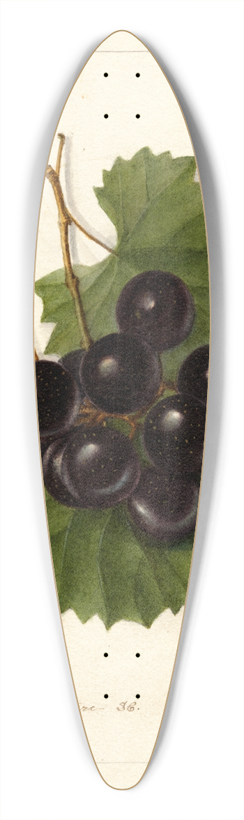 Deborah Griscom Passmore - Vitis: James 39.3 inch art pintail longboard deck
