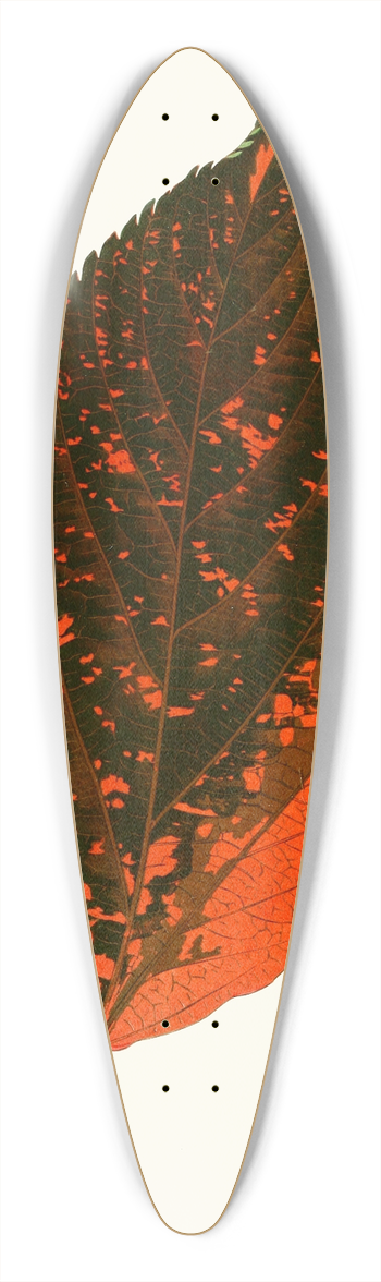 Edward Joseph Lowe - Acalypha Tricolor 39.3 inch art pintail longboard deck