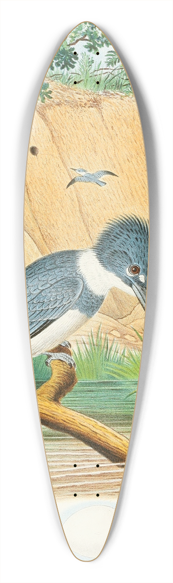 Edwin L. Sheppard - Belted Kingfisher 39.3 inch art pintail longboard deck