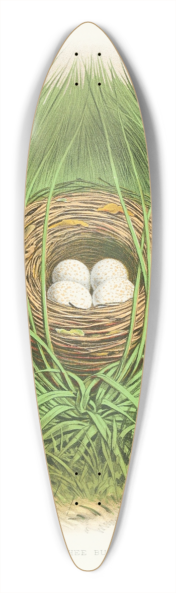 Edwin L. Sheppard - Towhee Bunting 39.3 inch art pintail longboard deck