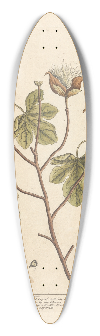 Elizabeth Blackwell - Cotton 39.3 inch art pintail longboard deck