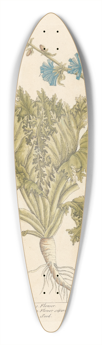 Elizabeth Blackwell - Endive 39.3 inch art pintail longboard deck