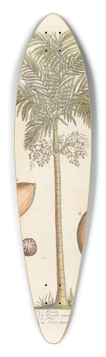 Elizabeth Blackwell - Indian nut 39.3 inch art pintail longboard deck