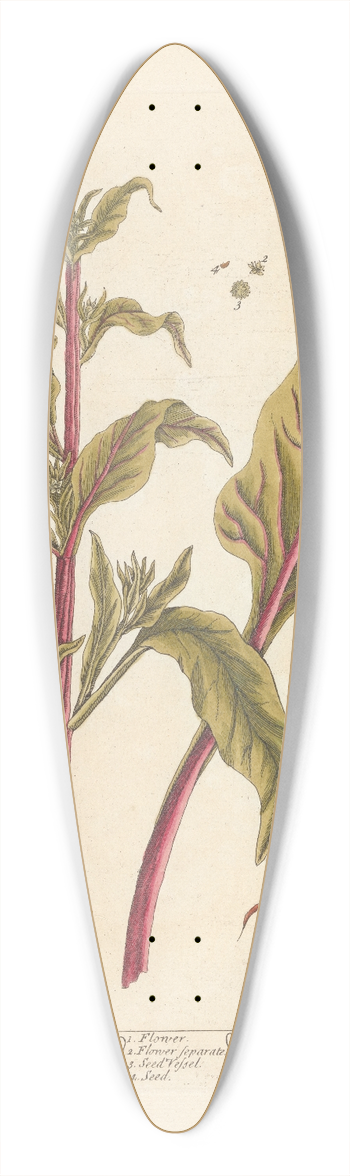 Elizabeth Blackwell - Red beet 39.3 inch art pintail longboard deck