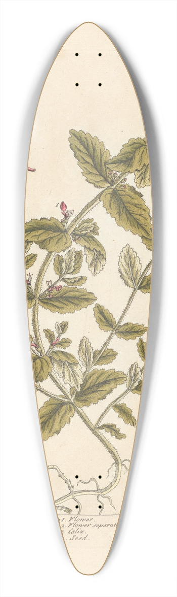 Elizabeth Blackwell - Scordium or water germander 39.3 inch art pintail longboard deck