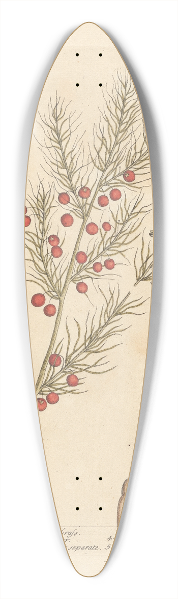 Elizabeth Blackwell - Sparagus 39.3 inch art pintail longboard deck