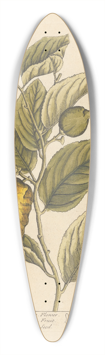 Elizabeth Blackwell - The citron tree 39.3 inch art pintail longboard deck