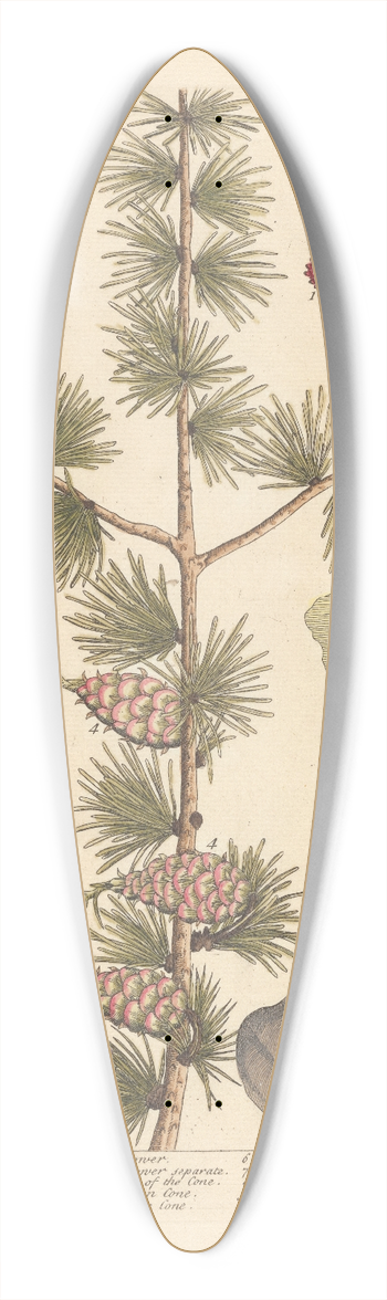 Elizabeth Blackwell - The larch tree 39.3 inch art pintail longboard deck