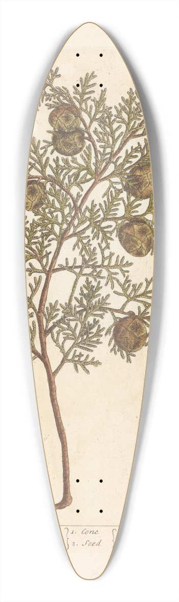 Elizabeth Blackwell - The male cypress tree 39.3 inch art pintail longboard deck