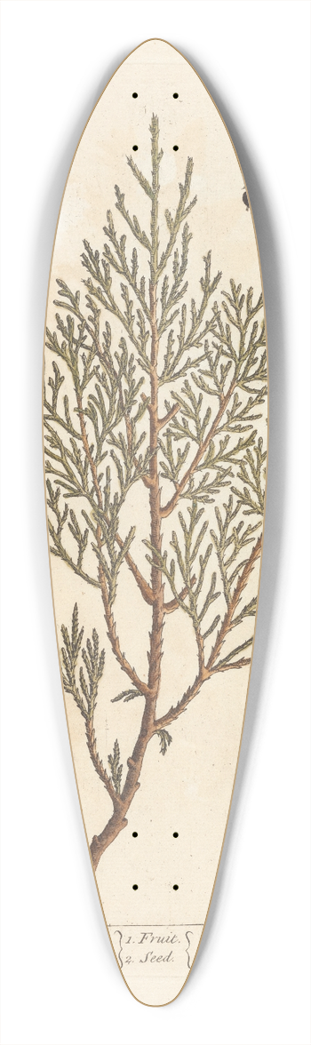 Elizabeth Blackwell - The savine tree 39.3 inch art pintail longboard deck