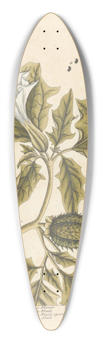 Elizabeth Blackwell - Thorn apple 39.3 inch art pintail longboard deck