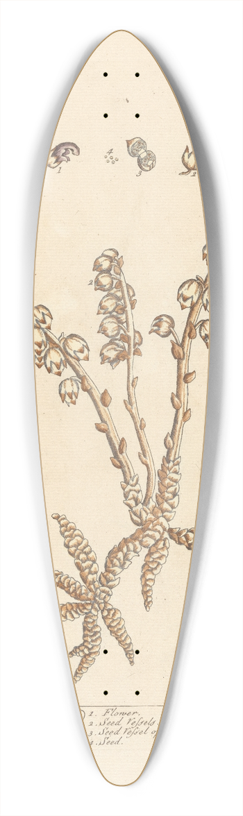 Elizabeth Blackwell - Toothwort 39.3 inch art pintail longboard deck