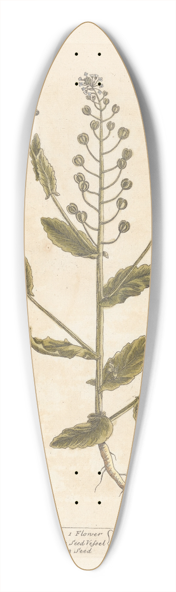 Elizabeth Blackwell - Treacle mustard 39.3 inch art pintail longboard deck