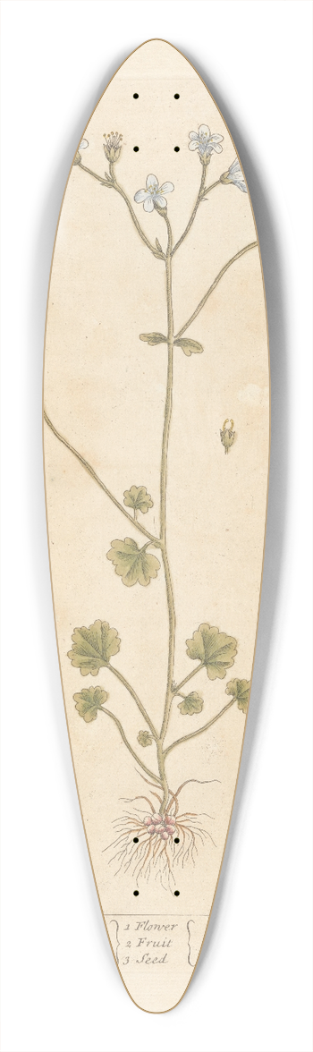 Elizabeth Blackwell - White saxifrage 39.3 inch art pintail longboard deck