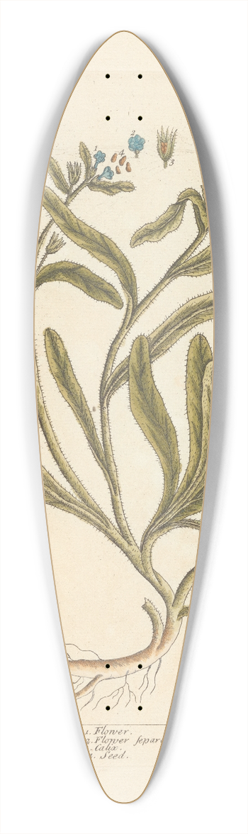Elizabeth Blackwell - Wild bugloss 39.3 inch art pintail longboard deck