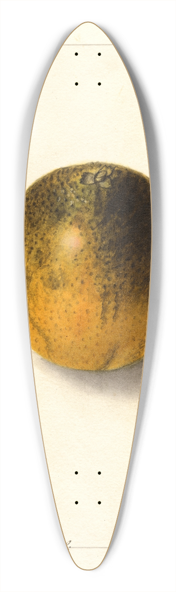 Ellen Isham Schutt - Citrus sinensis: Valencia 39.3 inch art pintail longboard deck