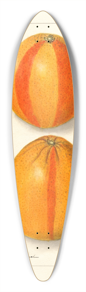Ellen Isham Schutt - Citrus sinensis: Washington Navel 39.3 inch art pintail longboard deck
