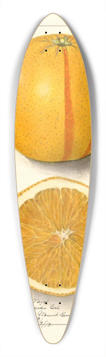 Ellen Isham Schutt - Citrus sinensis: Washington Navel 39.3 inch art pintail longboard deck
