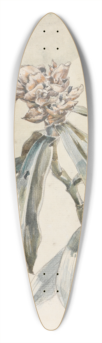 Ferdinand Keller - Pflanzenstudie 39.3 inch art pintail longboard deck