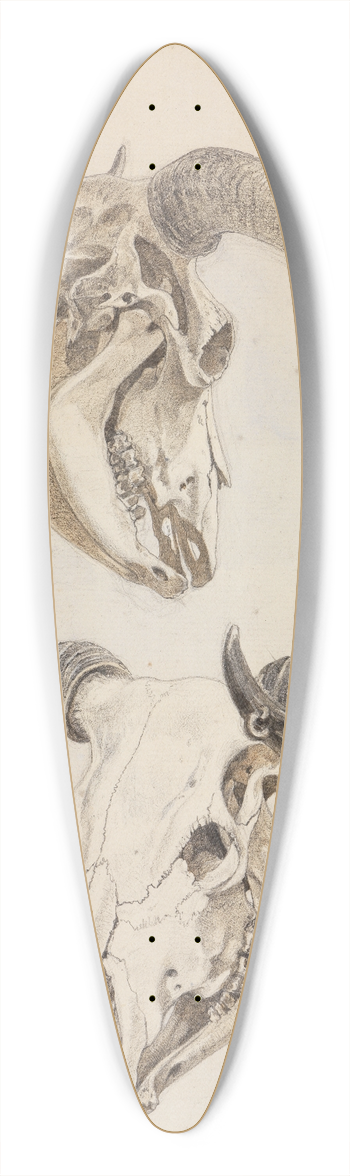 Ferdinand Keller - Zwei Studien eines Stierschdels 39.3 inch art pintail longboard deck