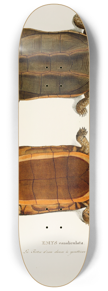 Johann Baptist von Spix - Emys Canaliculata 8.25 inch art skate deck