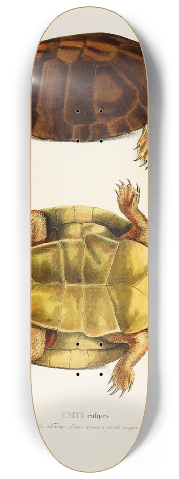 Johann Baptist von Spix - Emys Rufipes 8.25 inch art skate deck