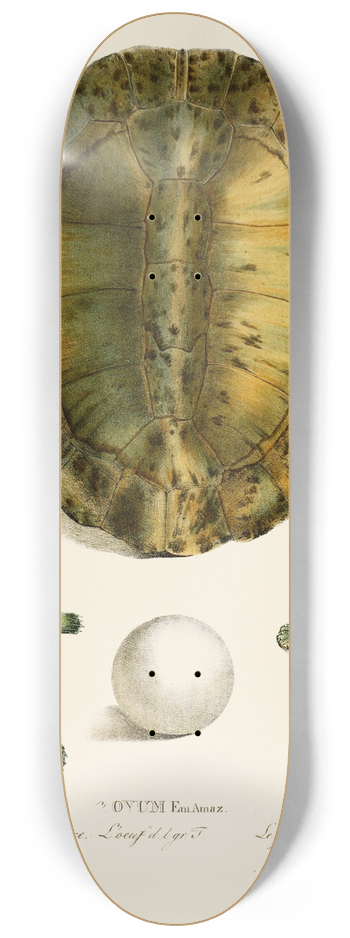 Johann Baptist von Spix - Emys Viridis, Emys Amaz juv 8.25 inch art skate deck