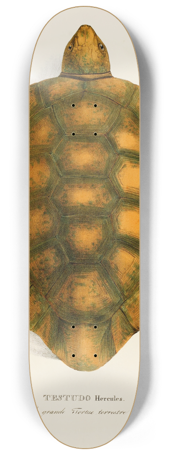 Johann Baptist von Spix - Testudo Hercules 8.25 inch art skate deck