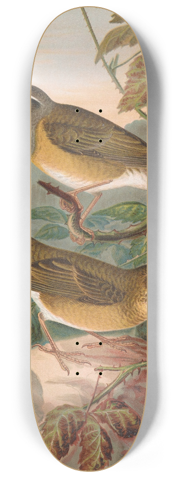Johann Friedrich Naumann - Turdus obscurus 8.25 inch art skate deck