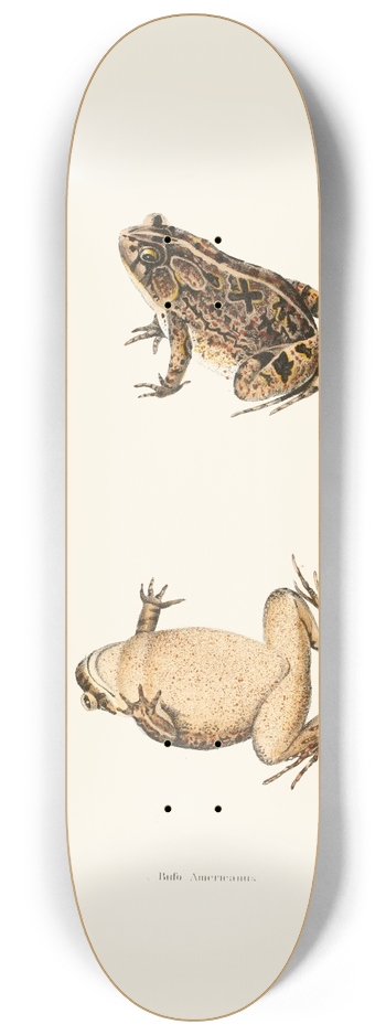 John Edwards Holbrook - Bufo Americanus 8.25 inch art skate deck